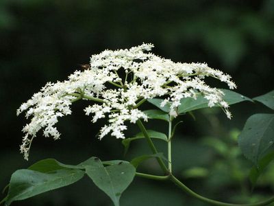 May be wild Hydrangea