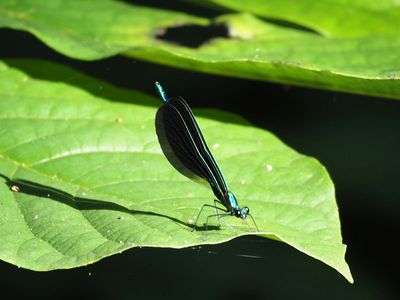 C&O Canal and Nearby Parks in 2025