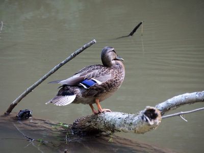 C&O Canal and Nearby Parks in 2025