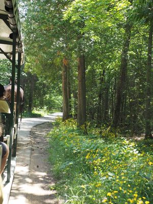 View from carriage during ride