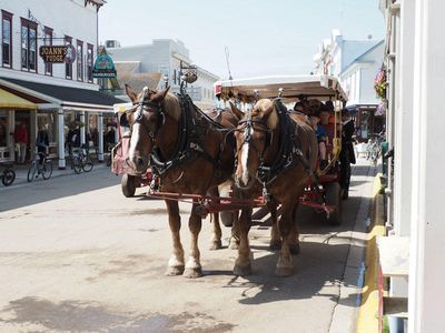 The horses for the carriage we are about to take