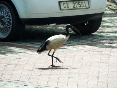 South Africa, Eswatini, Zimbabwe and Botswana in 2025