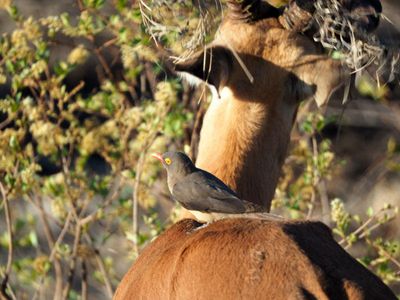 Kruger National Park