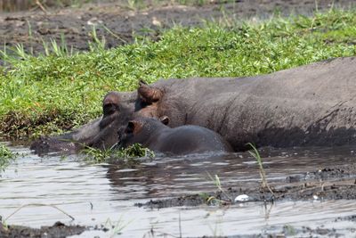 To Chobe National Park in Botswana
