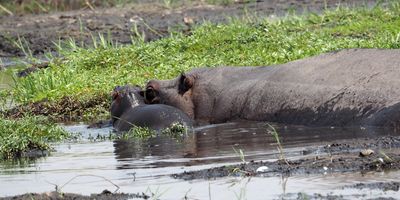 To Chobe National Park in Botswana