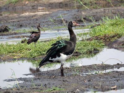 To Chobe National Park in Botswana