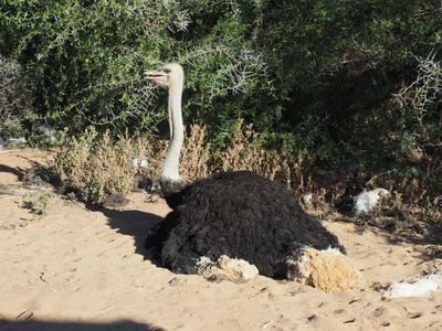 South Africa, Eswatini, Zimbabwe and Botswana in 2025