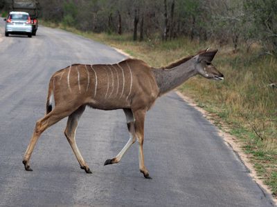 Going to Kruger National Park