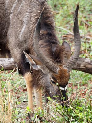 Going to Kruger National Park and the first day