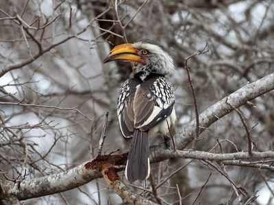 Going to Kruger National Park and the first full day in the park