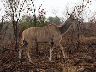 South Africa, Eswatini, Zimbabwe and Botswana in 2025