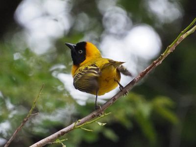 South Africa, Eswatini, Zimbabwe and Botswana in 2025