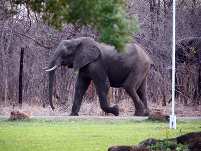 Visit to Zimbabwe and Victoria Falls