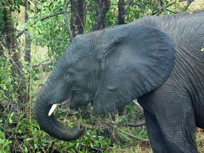 South Africa, Eswatini, Zimbabwe and Botswana in 2025