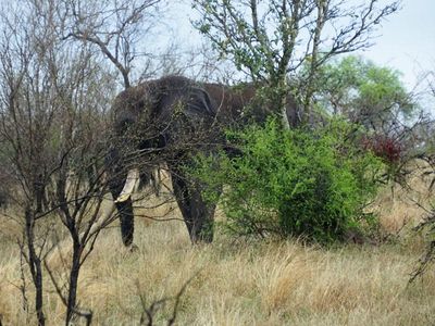 Going to Kruger National Park and the first full day in the park