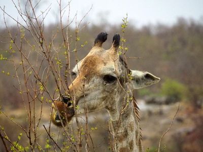Going to Kruger National Park and the first full day in the park