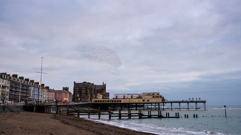 Murmuration