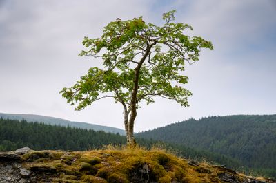 Lone tree