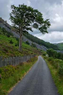 Lane at Aberllefenni