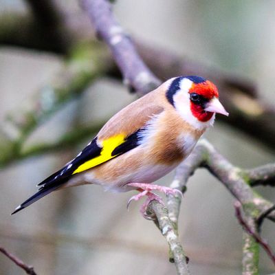 Goldfinch