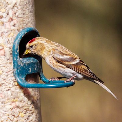 Lesser redpoll