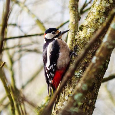 Great Spotted Woodpecker