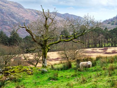 Sheep and tree