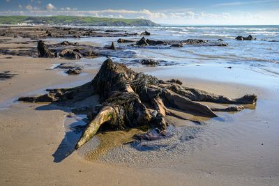 Fossilised tree stumps