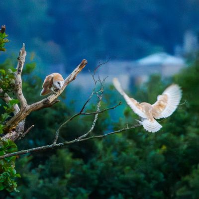Birds