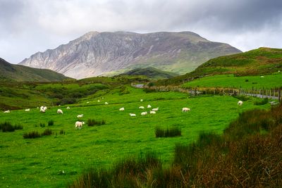Mynydd Mawr