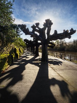 Riverside trees