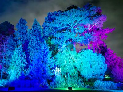 Christmas tree illuminations