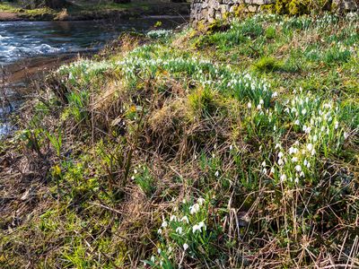 Riverside snowdrops