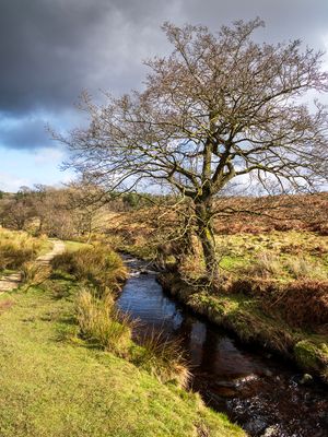 Burbage Brook