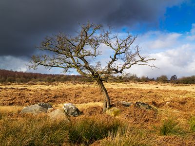 Winter tree