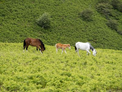 Shropshire and Staffordshire