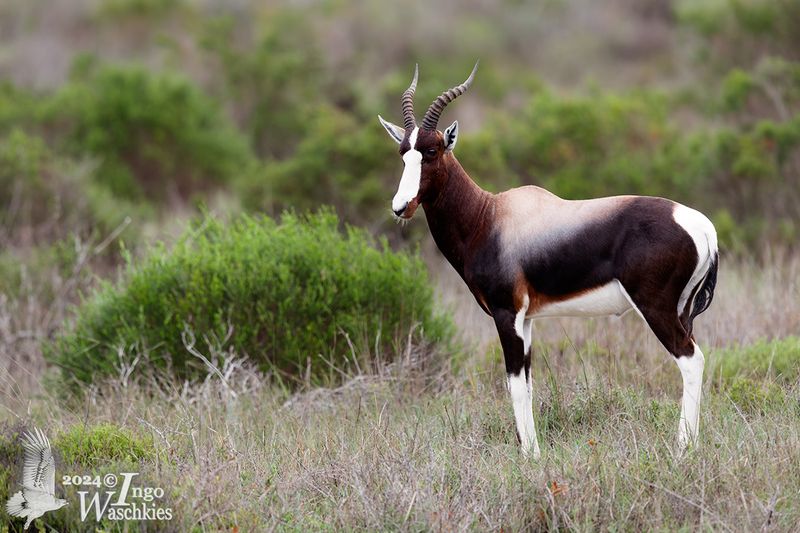 Bontebok
