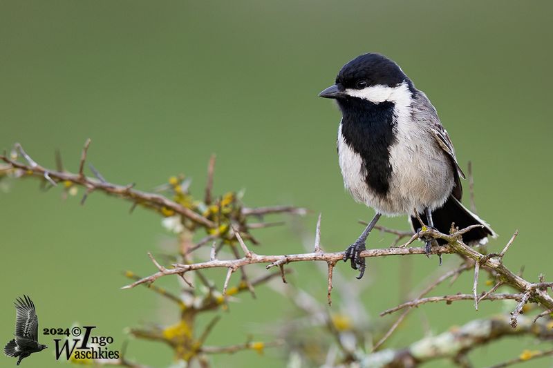Adult Grey Tit (ssp. afer)