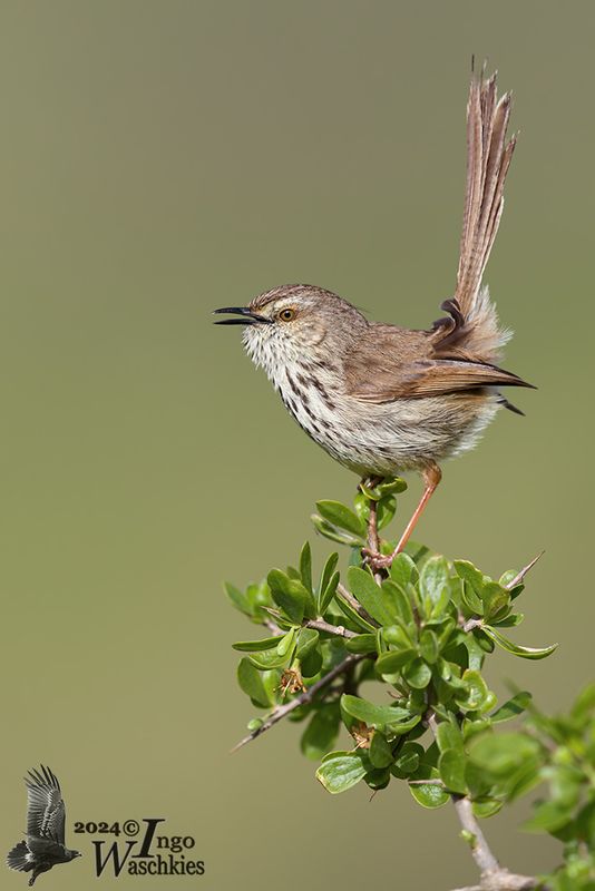 Adult Karoo Prinia