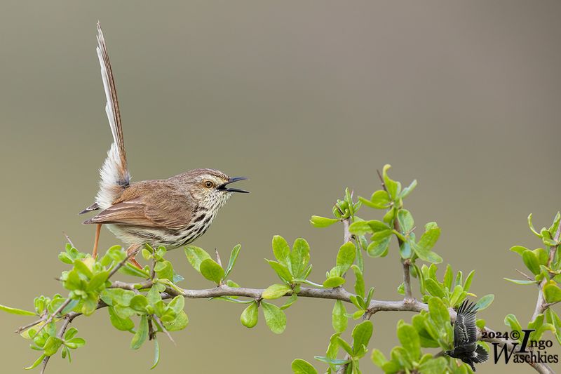 Adult Karoo Prinia
