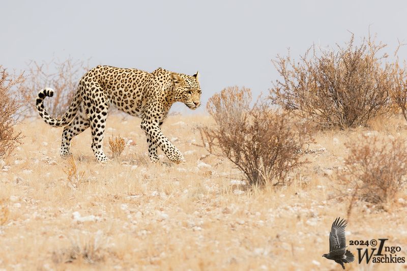 Leopard