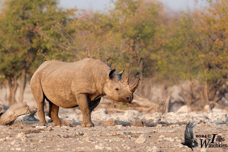 Black Rhino