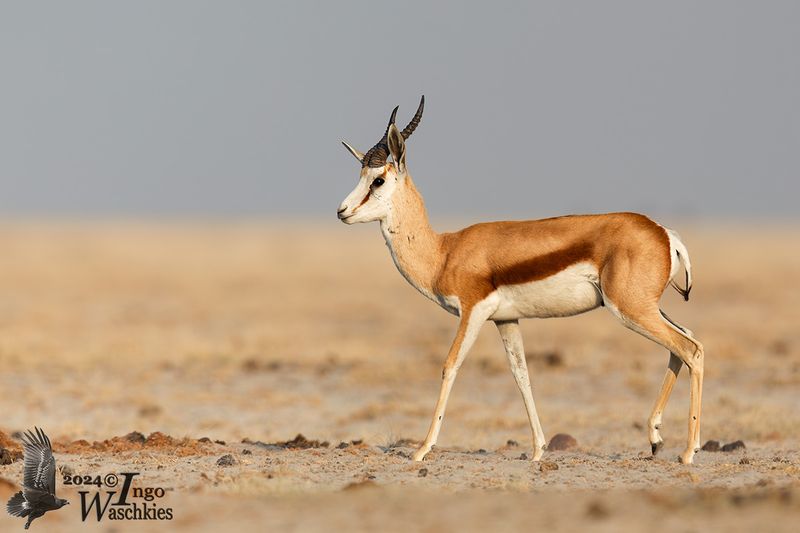 Springbok