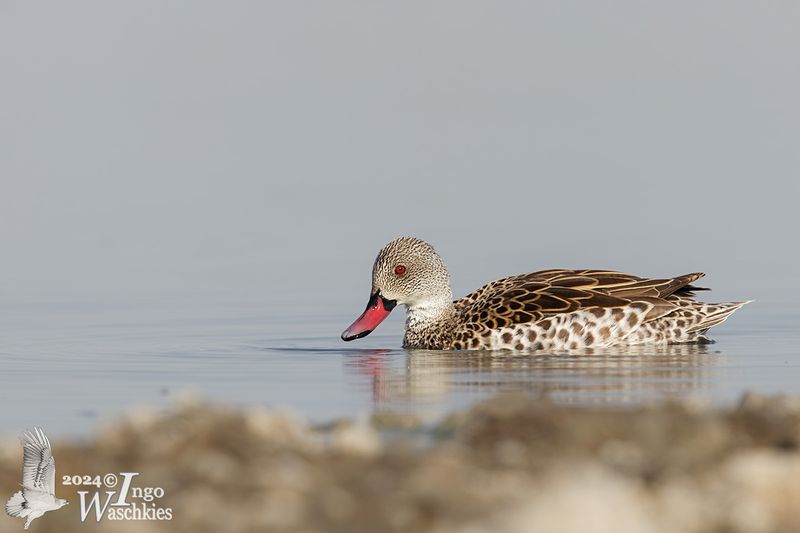 Adult Cape Teal