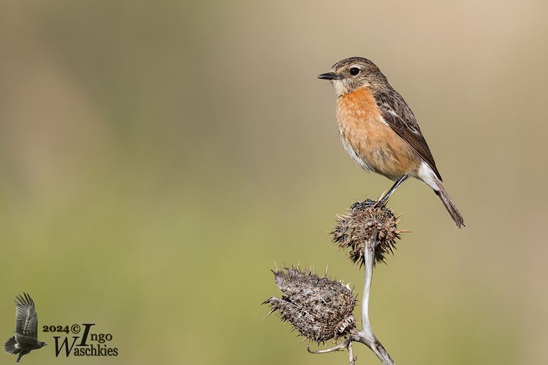 Adult female African Stonechat