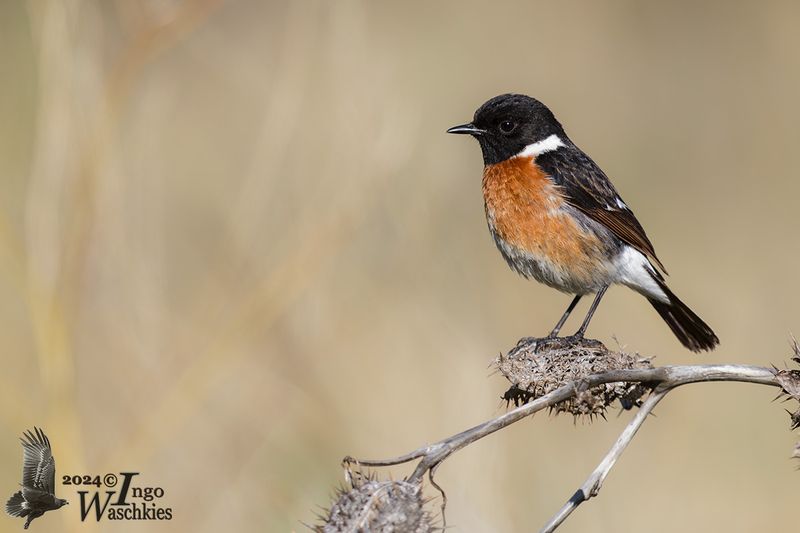 Adult male African Stonechat