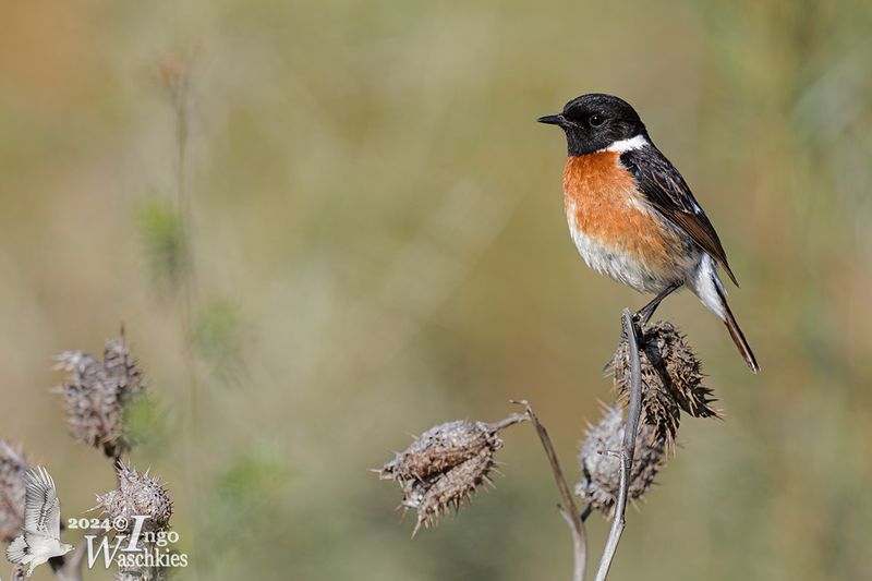 Adult female African Stonechat