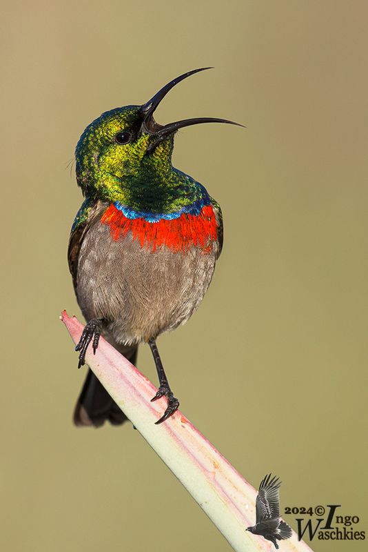 Nectariniidae