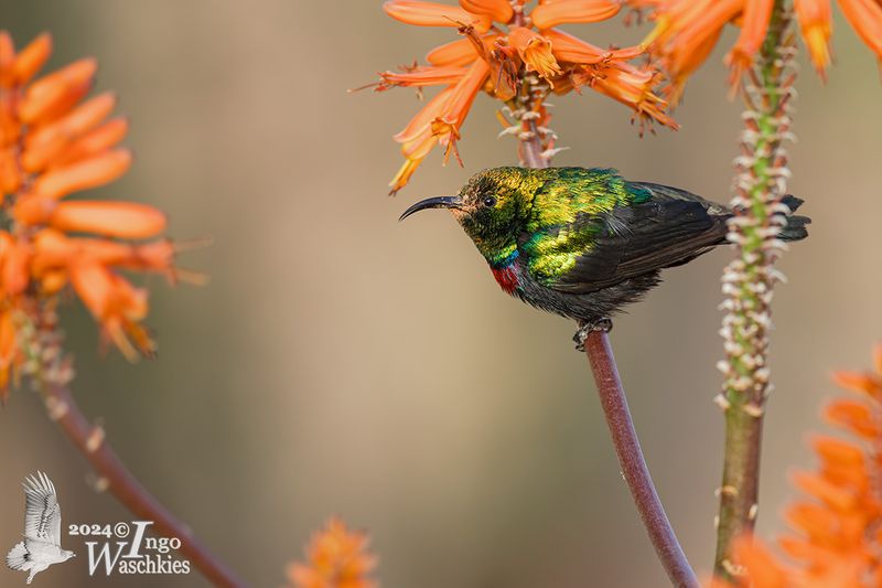 Adult male Marico Sunbird