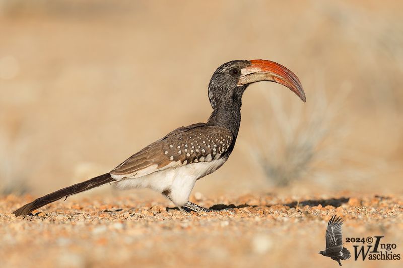 Bucerotidae